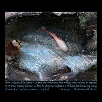 20x30 Mermaid Lagoon